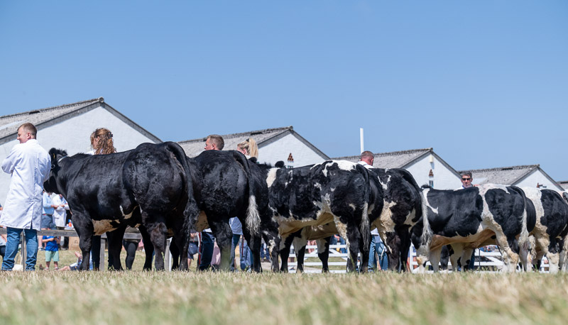 British Blue line-up